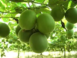Antioxidants 7 monk fruit NIkken Ciaga